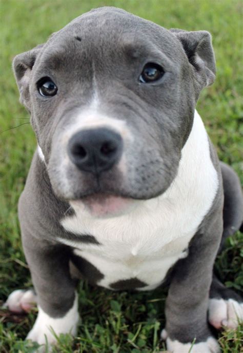 blue nose bully pitbull puppies sale|female blue nose pitbull puppies.